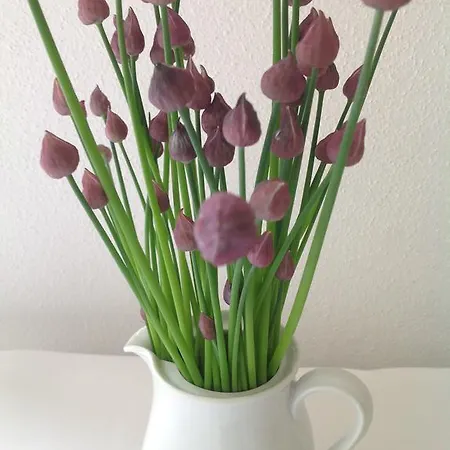 Wildenburger Hof Отель 3*