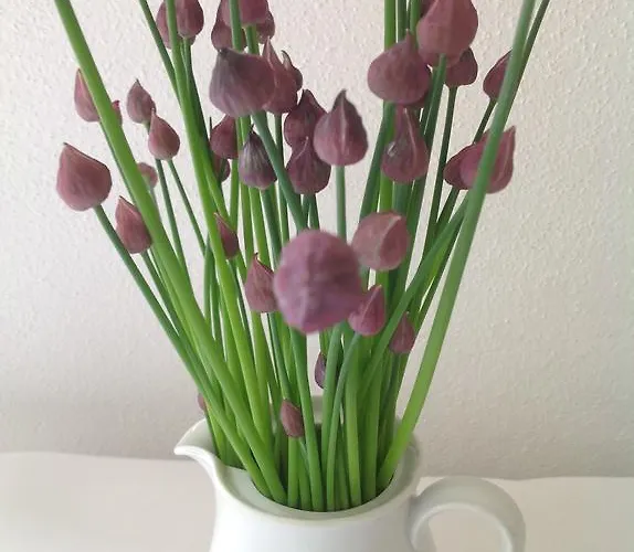 Wildenburger Hof Hotel 3*